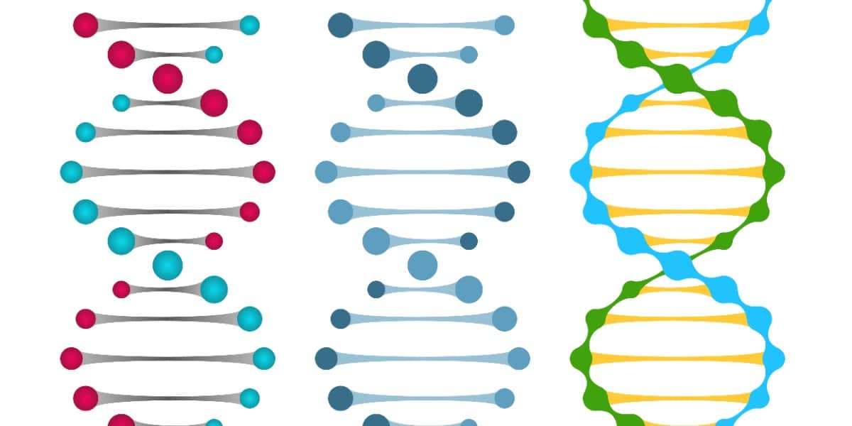 An image of different nucleic acid representations to depict xeno nucleic acids.