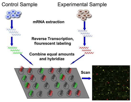 Introduction to DNA Microarrays