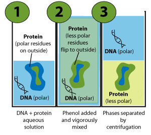 dna extraction using phenol chloroform