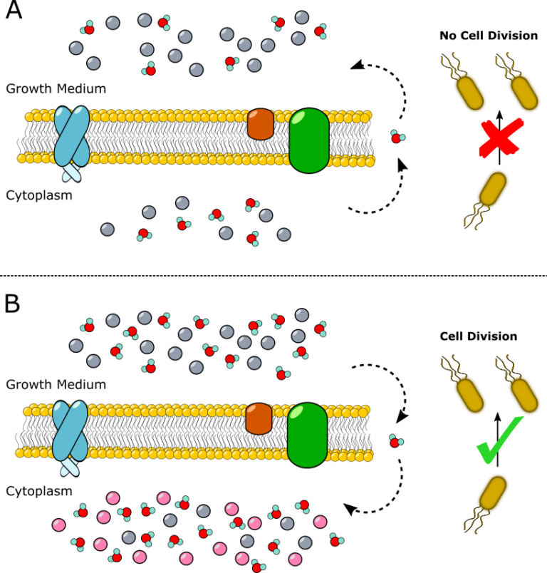 Osmotic shock for better protein expression
