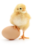 Chick with foot on egg to represent a protein source in relation to protein homology modeling