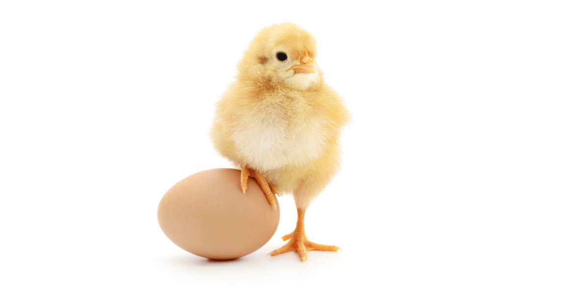 Chick with foot on egg to represent a protein source in relation to protein homology modeling