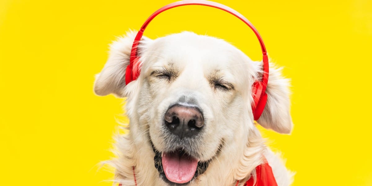 Image of a golden retriever with closed eyes wearing a pair of headphones to represent the top 10 best science podcasts for researchers