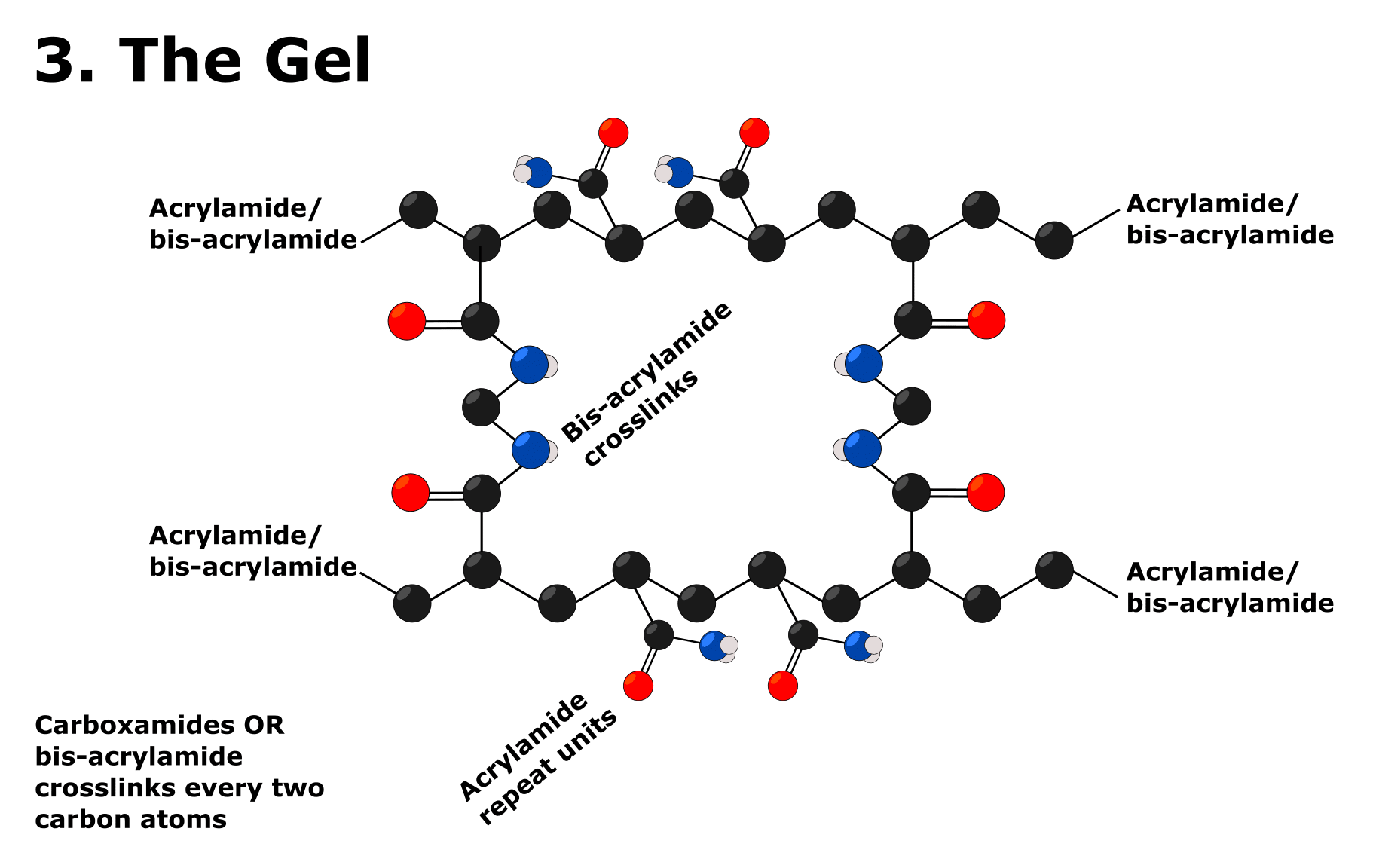 Polyacrylamide Gel Recipe Bryont Blog