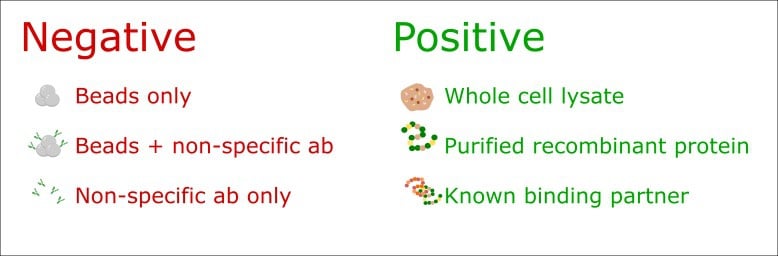 Co-immunoprecipitation controls