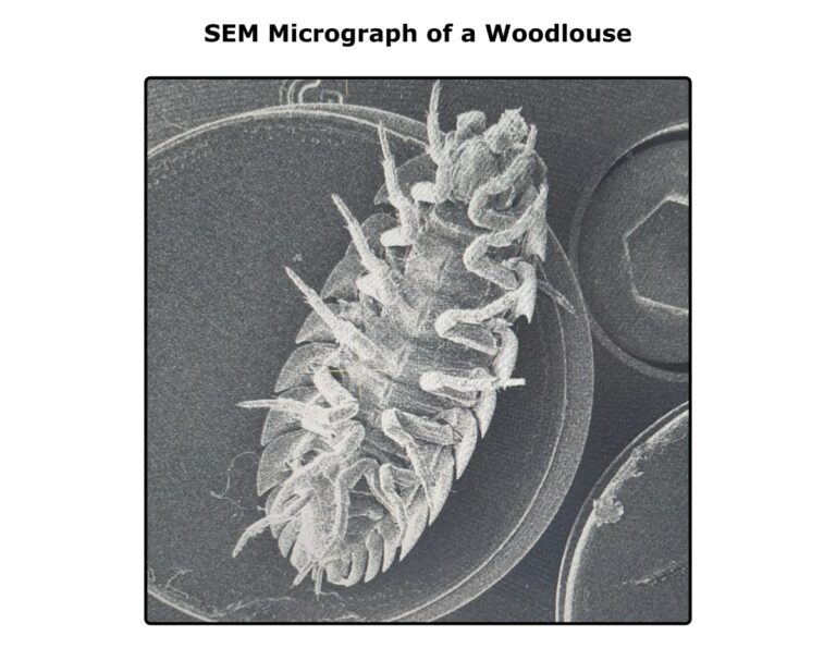 SEM Sample Preparation 6 Tips For Successful Imaging