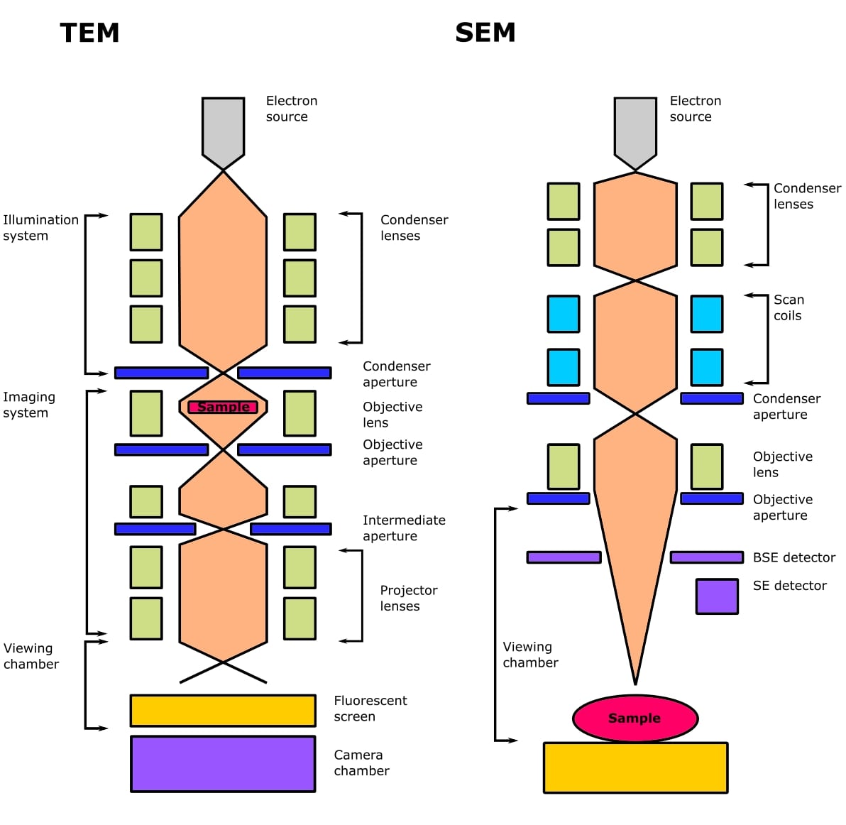 What Is Electron Microscopy Principle Types Importanc - vrogue.co