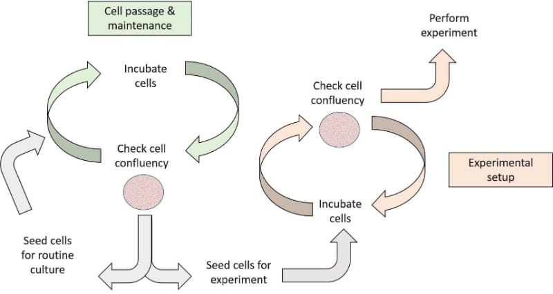 How Confluent Are Your Cells? A Beginner's Guide to Measuring Cell Culture Confluency