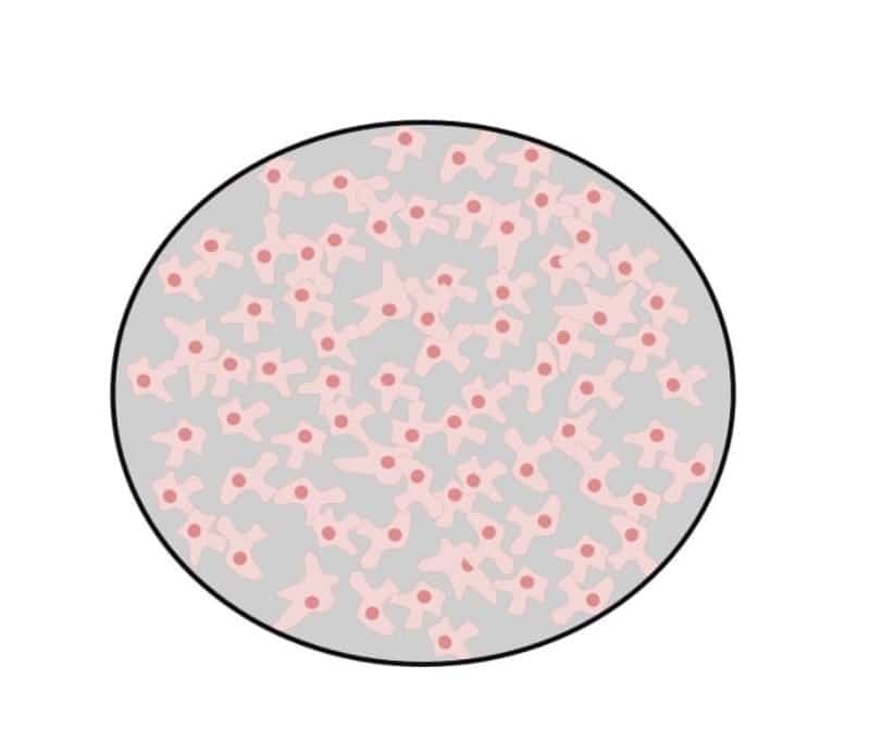 How Confluent Are Your Cells? A Beginner's Guide to Measuring Cell Culture Confluency