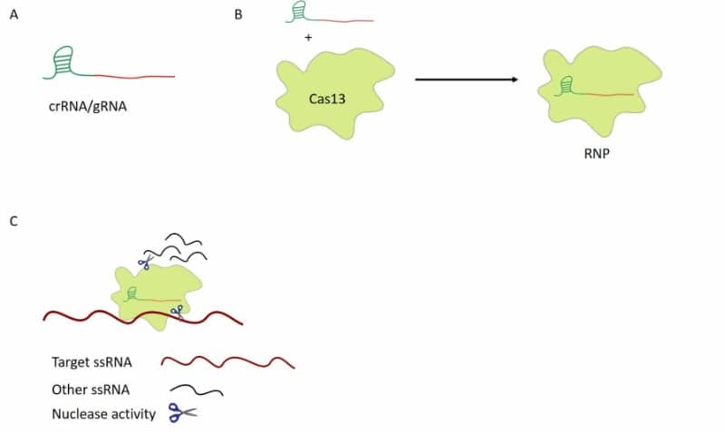 CRISPR-Cas13: How to Revolutionize Your RNA Research