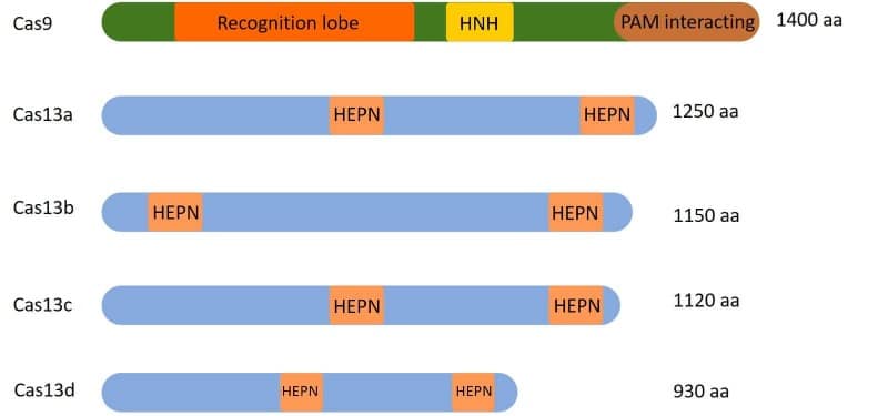 CRISPR-Cas13: How to Revolutionize Your RNA Research