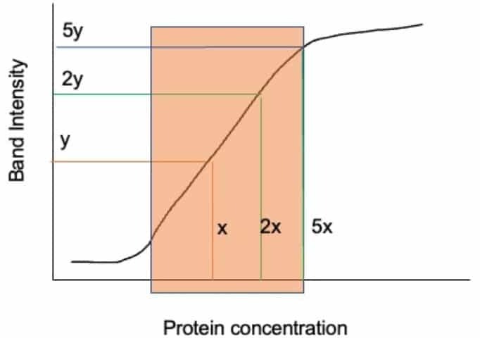 western blot quantification with imagej