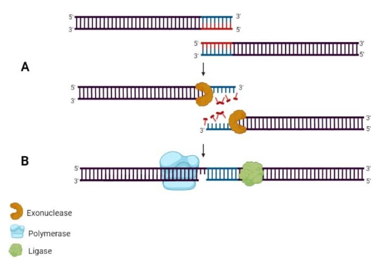 Multiple Fragment Ligation: The Why and How