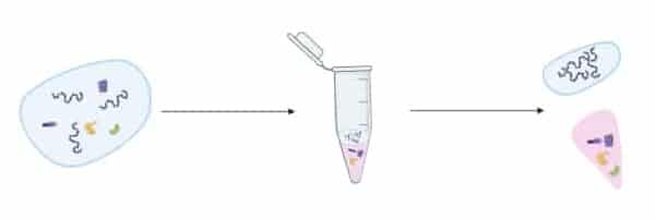 How Phenol Extraction Of Dna Works An Easy Explanation