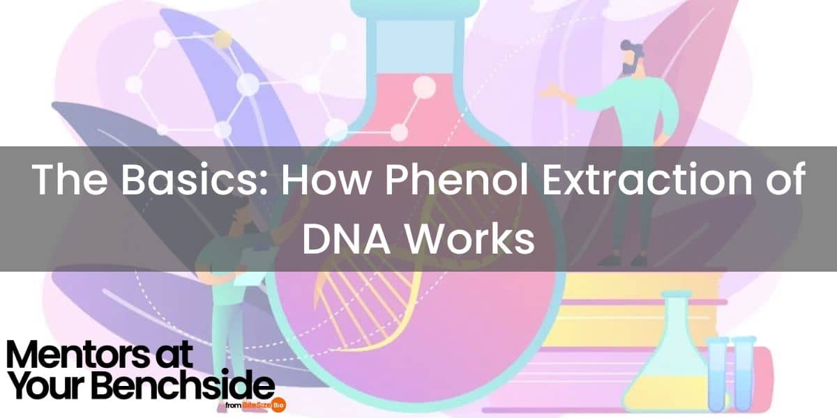 How Phenol Extraction of DNA Works Bitesize Bio