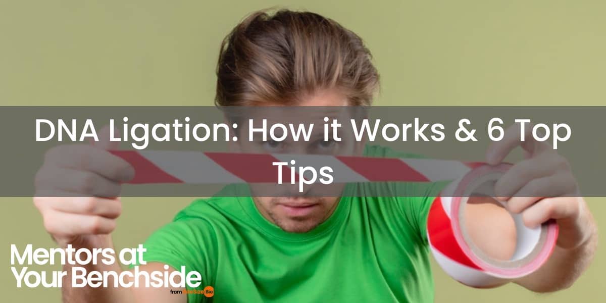 DNA Ligation How it Works & 6 Top Tips Bitesize Bio