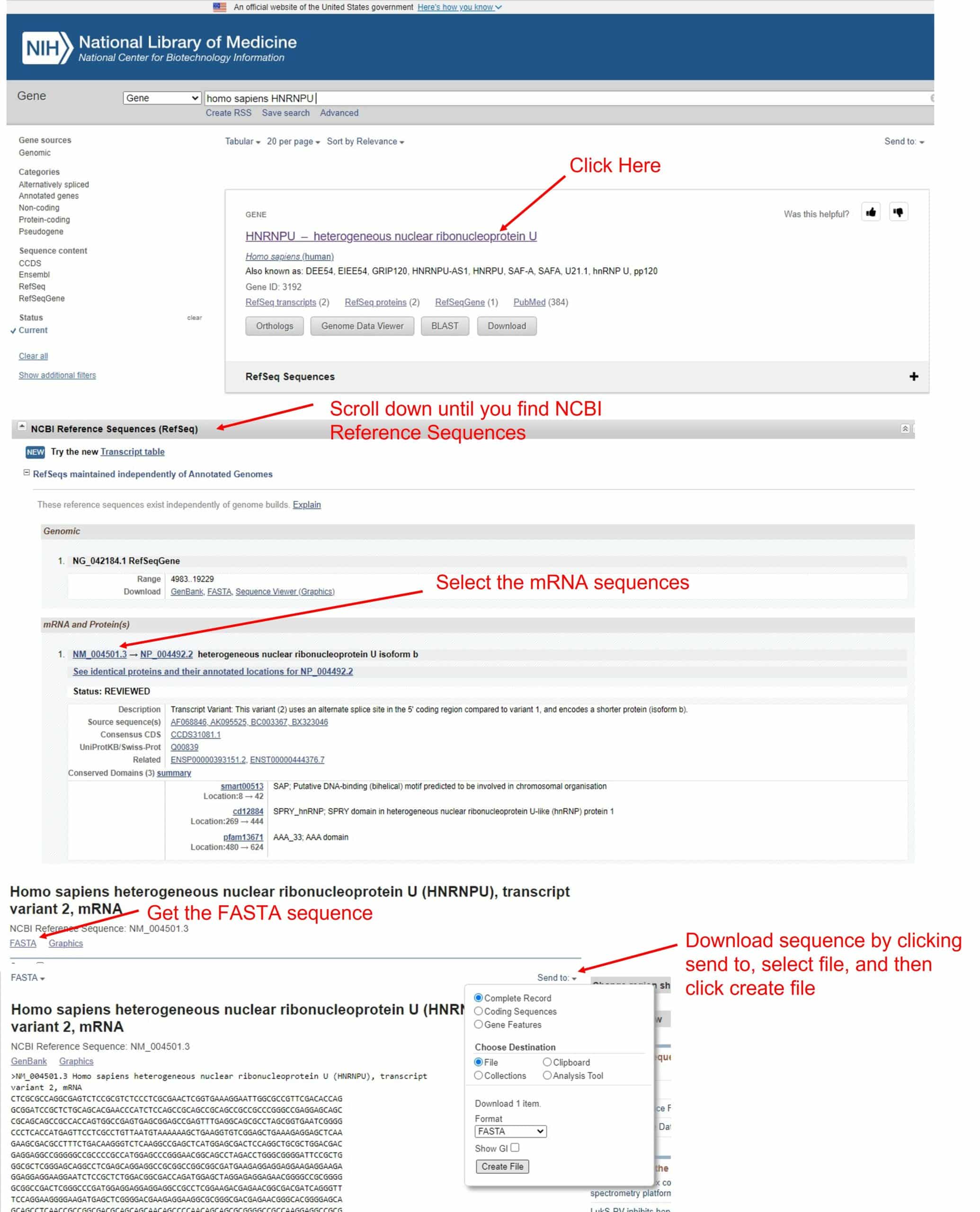 A Step-by-step Guide to Designing Cas13 gRNAs 