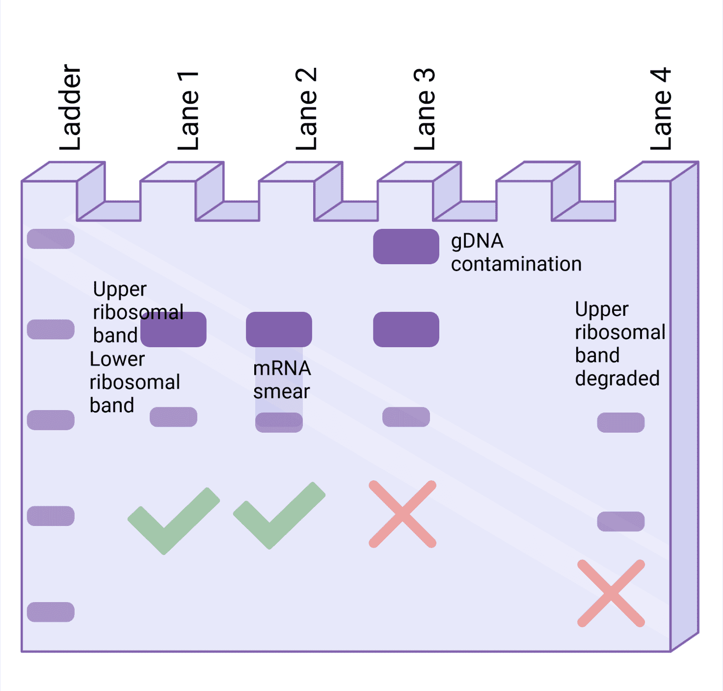 Running Rna On Agarose Gel Protocol Top Sellers | emergencydentistry.com