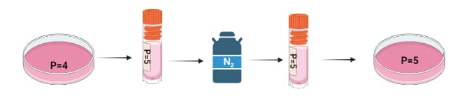 Calculating passage numbers when freezing down stocks.