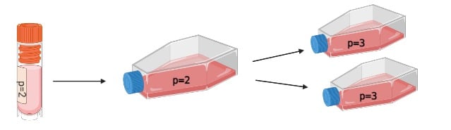 What Are Passage Cells In Plants