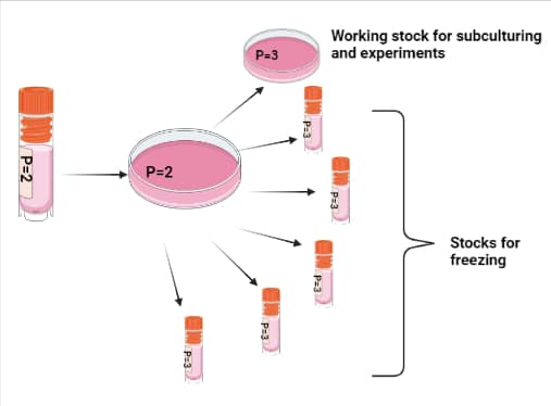 How to freeze low-passage cell stocks.