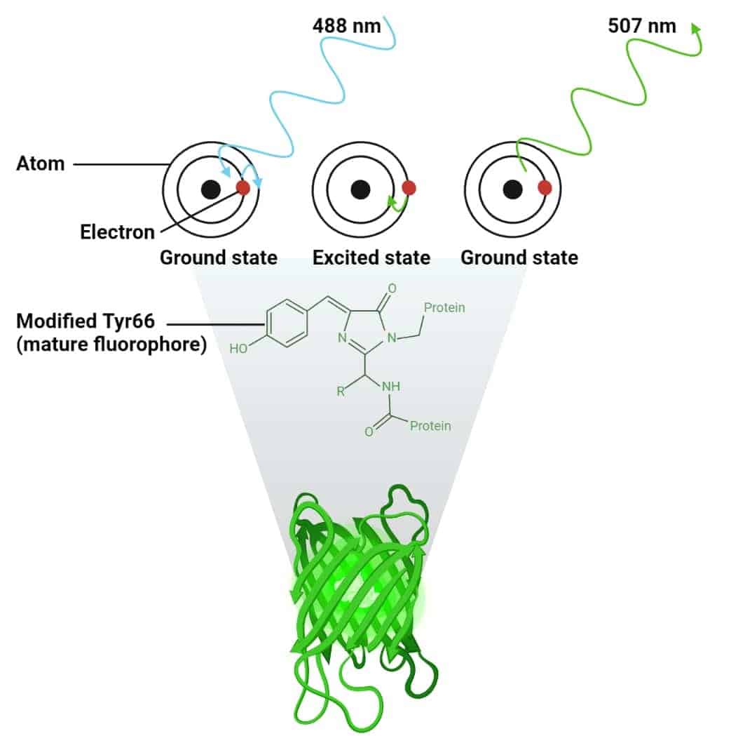 Fluorescence microscopy. How molecular fluorescence works