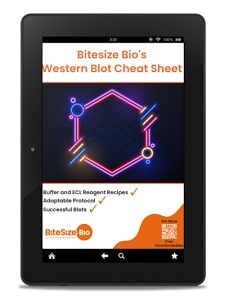 An image of Bitesize Bio's Western blot protocol