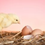 A chick inspecting a broken shell to represent lysed cells after using a good cell lysis method.