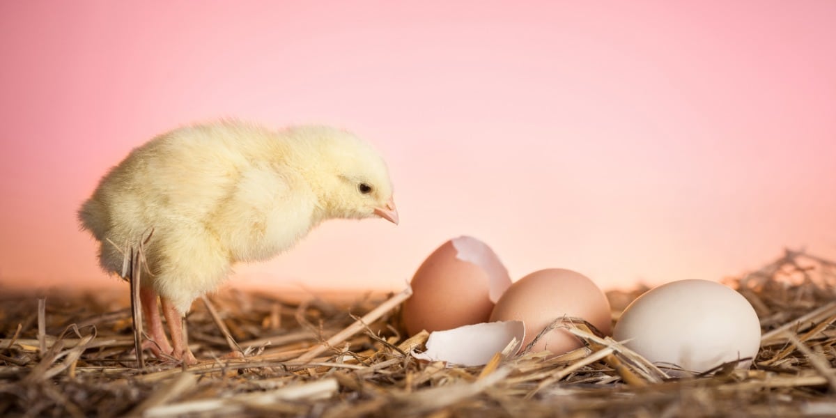 A chick inspecting a broken shell to represent lysed cells after using a good cell lysis method.