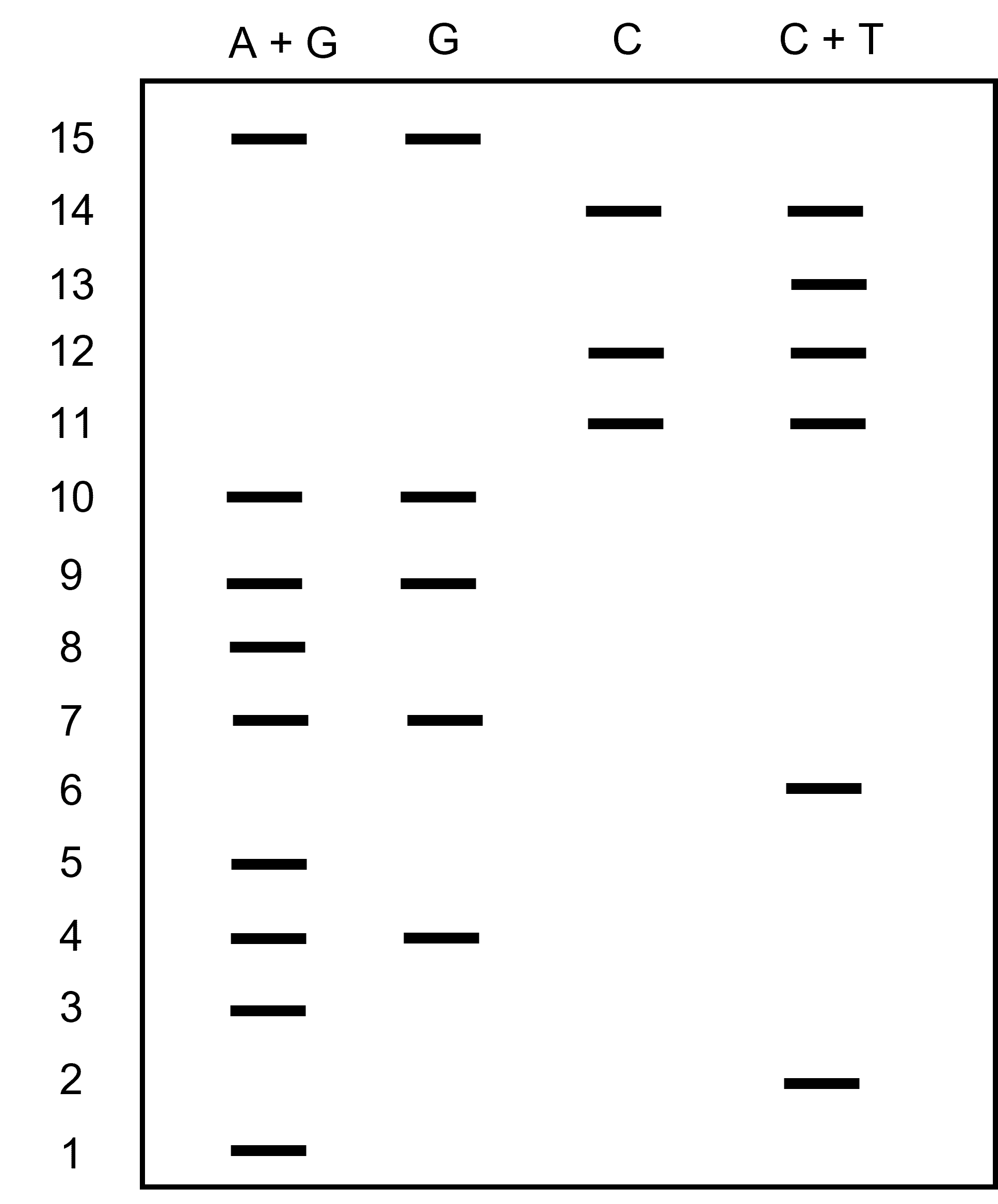 Maxam-Gilbert sequencing gel example