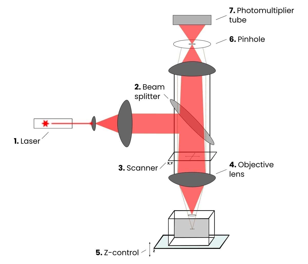 Confocal Laser Scanning Microscopy in 3 Simple Steps - TechTrendsClub