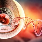 A cross-section of a mammalian cell used as an alternative to immortalized cells.