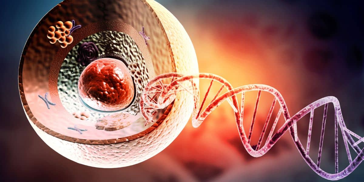 A cross-section of a mammalian cell used as an alternative to immortalized cells.