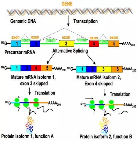 What is Alternative Splicing, and Why is it Important?