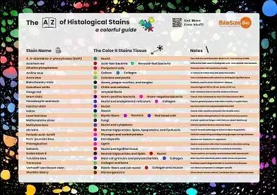 A picture of Bitesize Bio's free histological stains poster including hematoxylin and eosin staining. 