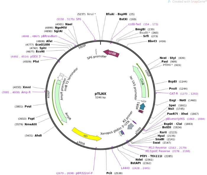 Plasmid Map for RC211552L3