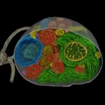 [TFS] 18-Oct-23 Webinar Cryo-tomography to Volume EM (EMAIL)