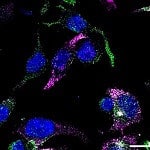 Bitesize Bio: Life Science & Bioscience Articles for Researchers