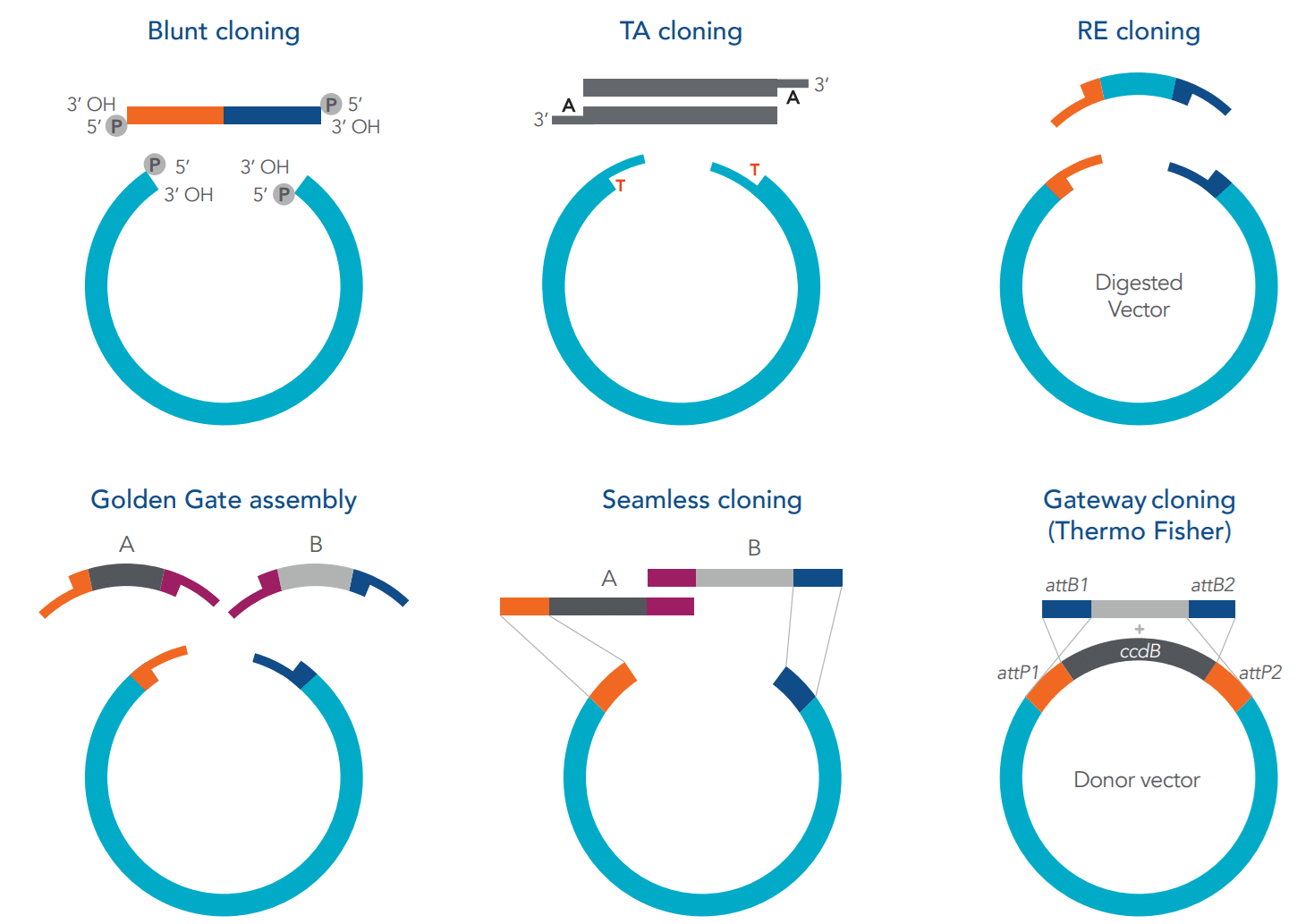 Resumo visual de cada método de clonagem de DNA