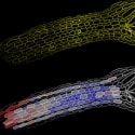 Image Segmentation to Study Plant Biology
