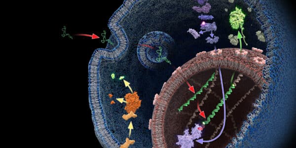mRNA transient transfection diagram