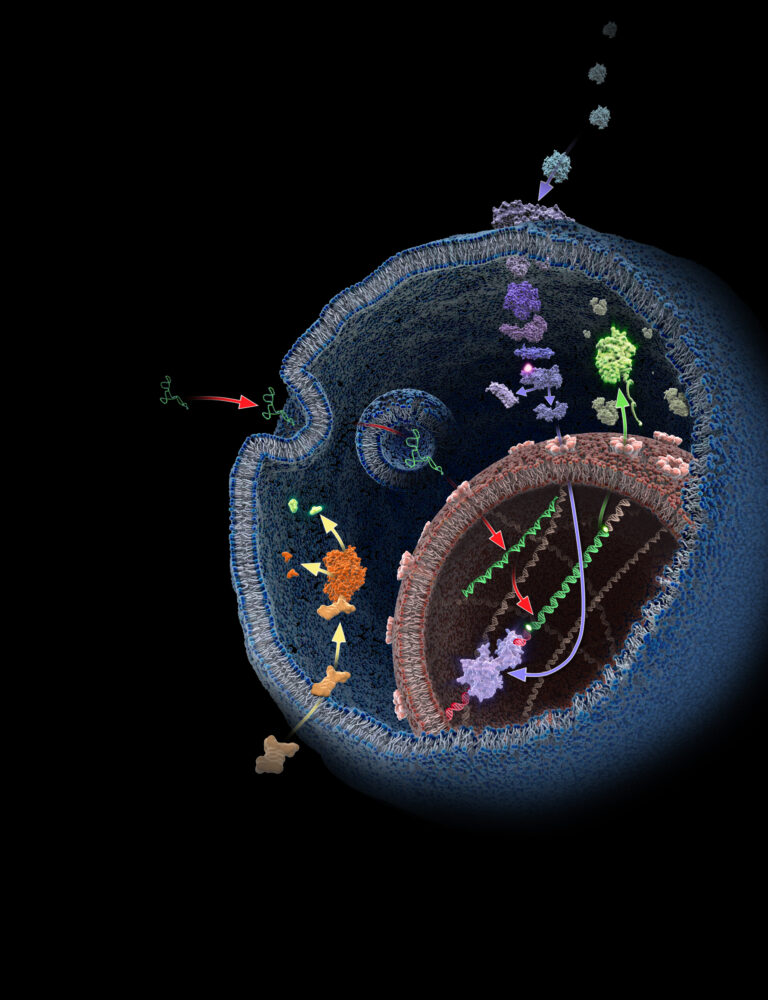 mRNA transient transfection diagram