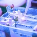 Winning Westerns: Optimize the Full Electrophoresis and Blotting Workflow