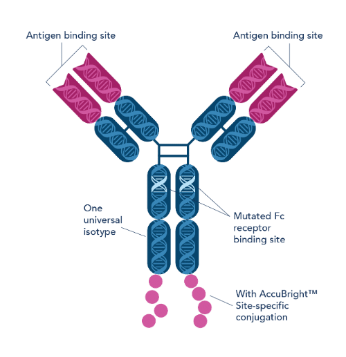 The Recombinant Revolution: Experimental Optimization with Recombinant Antibodies and Epitope Mapping