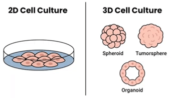 How to Count Organoids Accurately: Smarter Quantification for 3D Cell Models