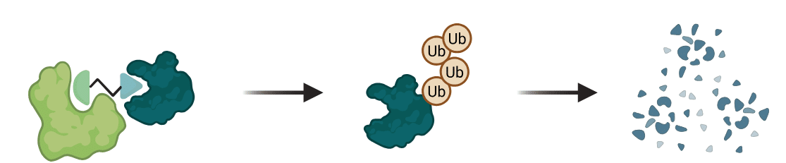 How to Measure the Kinetics of Targeted Protein Degradation