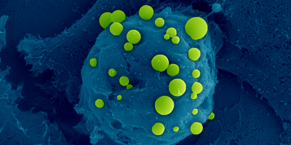 Image of Bubblefect peptide droplets