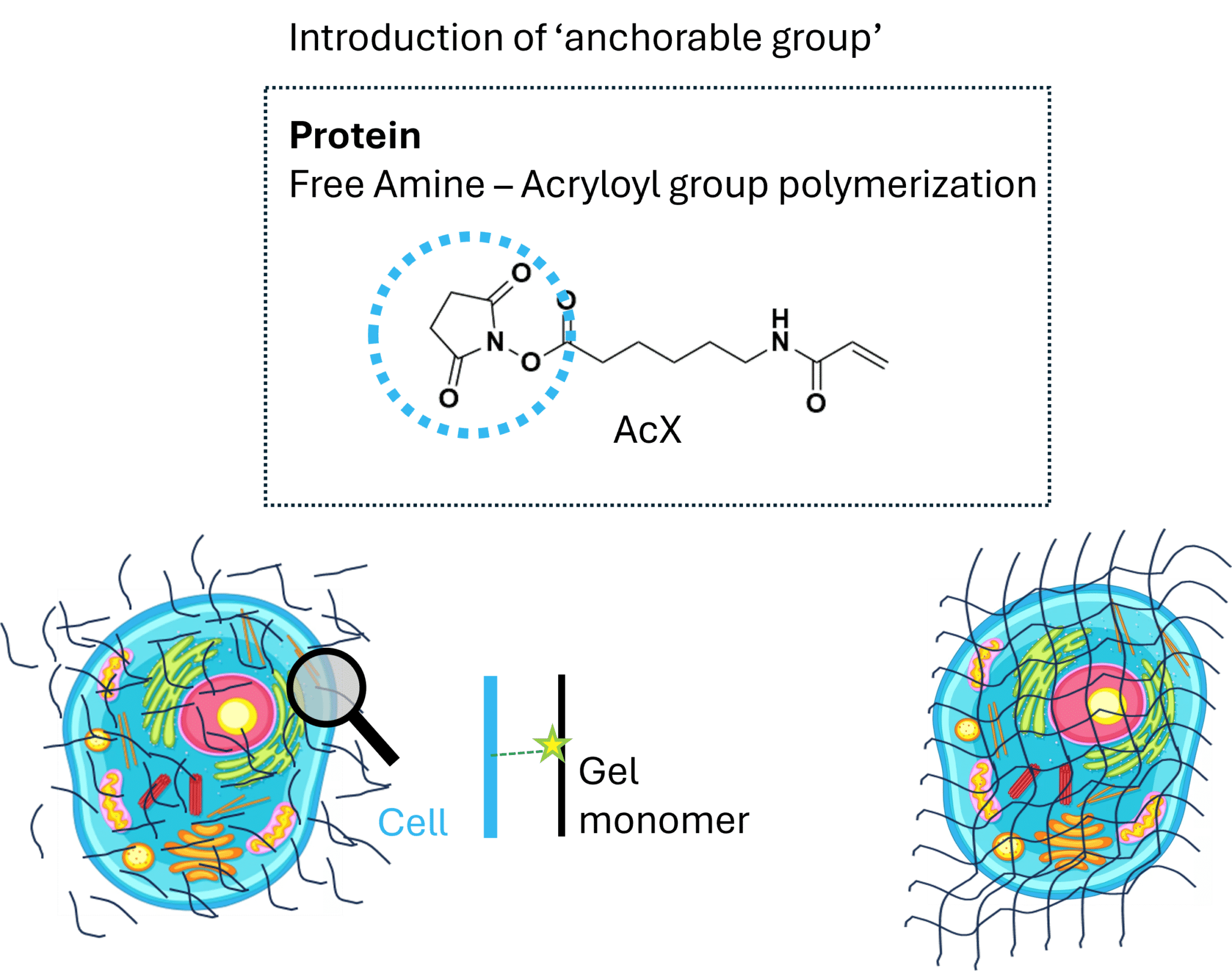 Expansion Microscopy: Achieving Nanoscale Resolution Using Conventional Fluorescence Microscopes