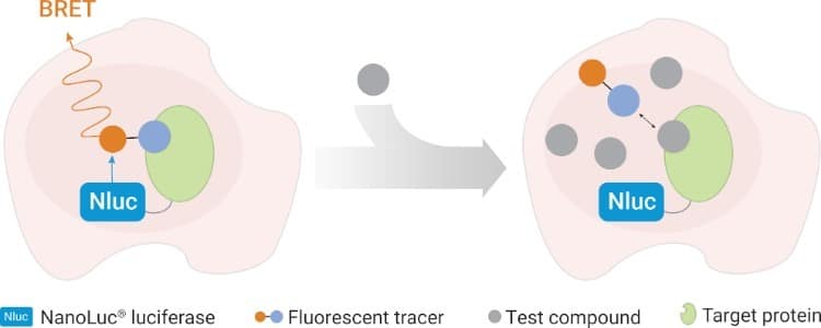 How to Interpret IC50 and Kd: What Each Measurement Really Tells You (and Why They're Different)