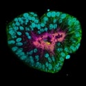 See the Hidden at Micron | Visualizing Organoid Complexity Through Advanced Imag